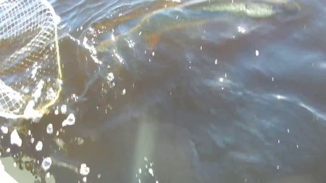 Are Peipsi havi 4,3 kg, Rapala "Glass Shad Rap-ga" смотреть онлайн