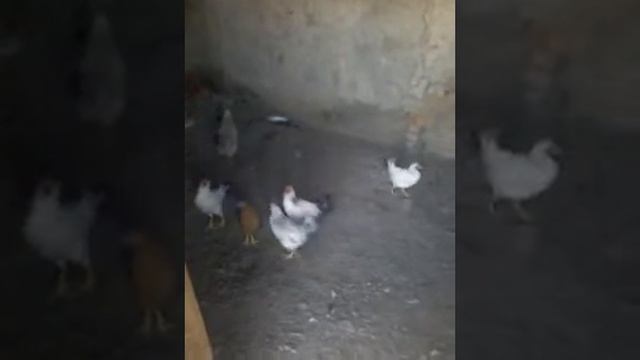 Маленький петух против петуха