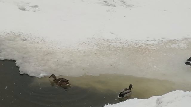 Birds and snow in Moscow смотреть онлайн