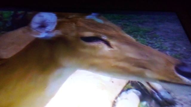 Зоопарк Тайланда. Часть первая.