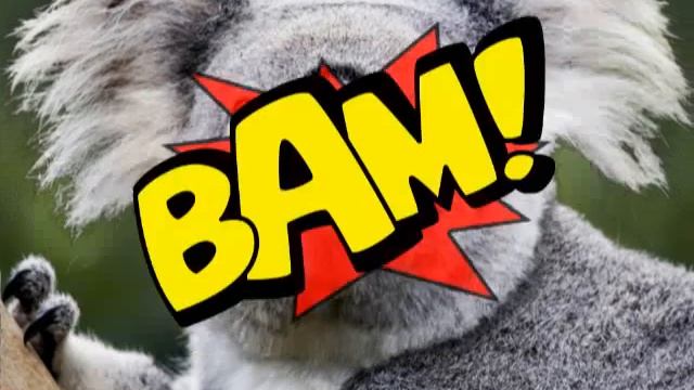 Boom I'm A Koala! смотреть онлайн