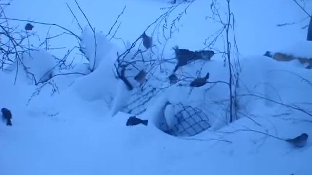 ВОРОБЬИ смотреть онлайн