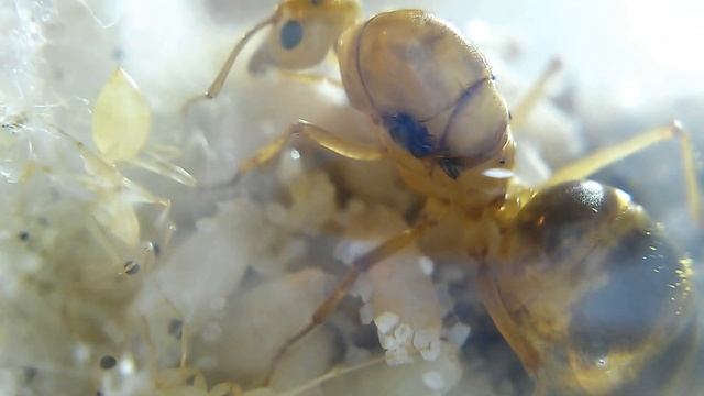 Honeypot Ant Queen With First Workers! (Myrmecocystus mexicanus 9-3-15) смотреть онлайн