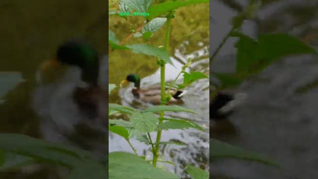 Утёнок ныряет и крякает от удовольствия.🦆 смотреть онлайн
