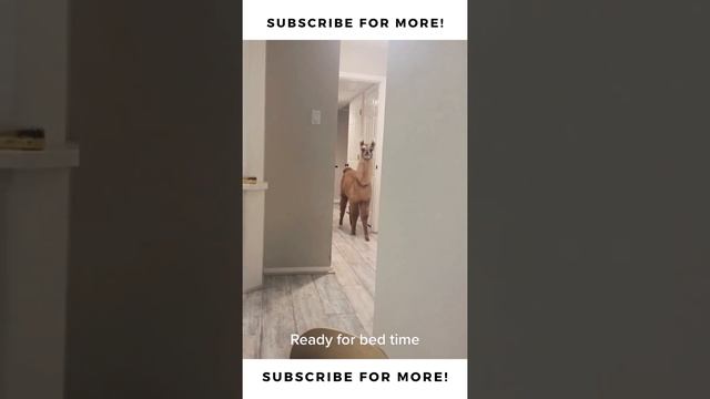 Llama going to bed #shorts смотреть онлайн