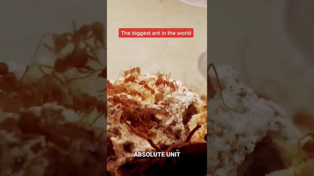 Largest ANT in the world смотреть онлайн