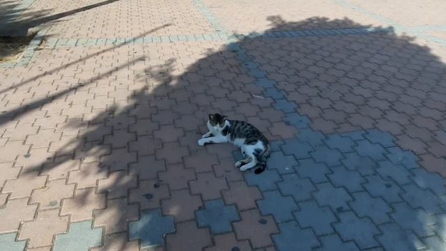 Иришка ЗАВТРА УЛЕТАЕТ✈Всюду КОШКИ🐈Идем УТРОМ К МОРЮ🌊и болтаем🤭 смотреть онлайн