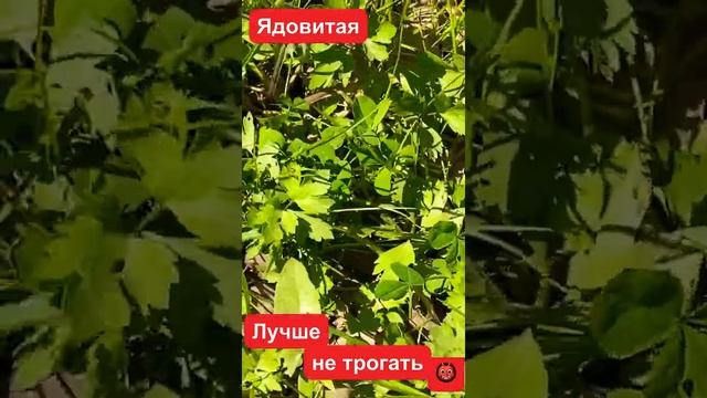 #shorts #гадюки #гадюкаобыкновенная 😱 Осторожно гадюки 🐍 смотреть онлайн