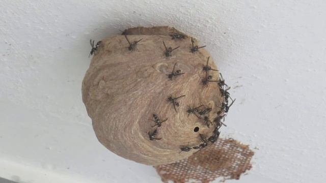 Polybia diguetana construyendo y dando mantenimiento a su nido смотреть онлайн