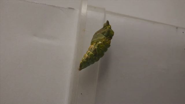 Papilio polytes pupation in 15fps 1080p смотреть онлайн