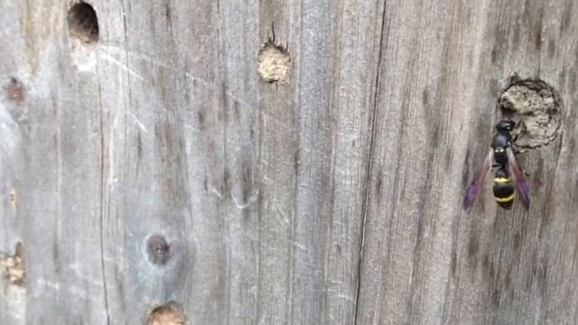 A Symmorphus bifasciatus? wasp sealing her cavity with mud смотреть онлайн