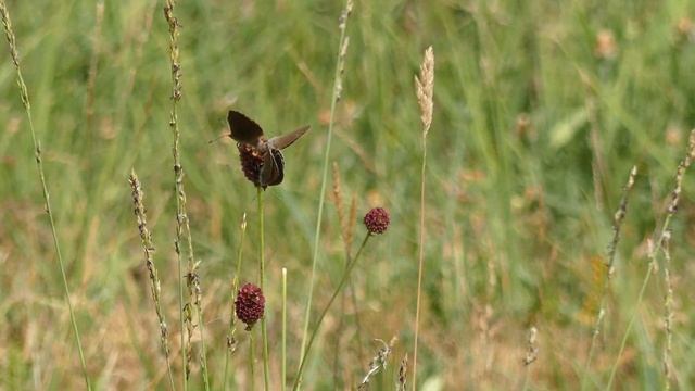 Phengaris nausithous (hormiguera oscura) Microrreserva de Abejar, Soria (asociación Zerynthia) смотреть онлайн