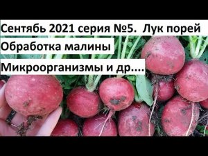 Сентябрь 2021 серия №5. Обработка малины. Почвенные микроорганизмы.