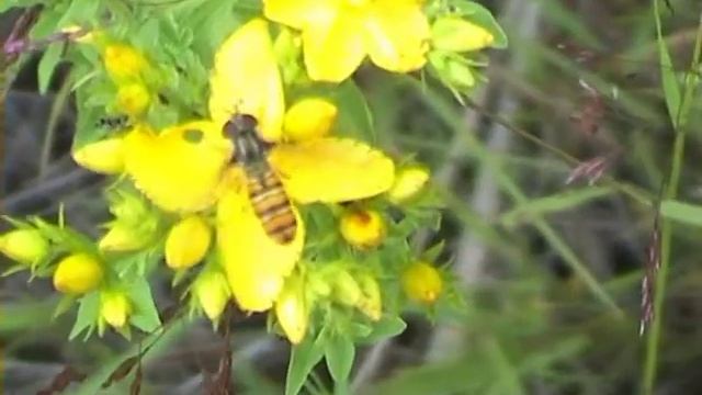 Episyrphus balteatus pestřenka pruhovaná смотреть онлайн
