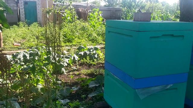 Объединение пчёл налетом и через промежуточное дно. смотреть онлайн