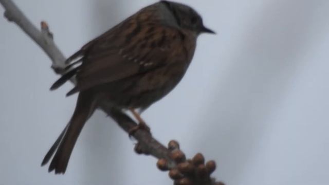 Syngende Jernspurv - Singing Dunnock смотреть онлайн