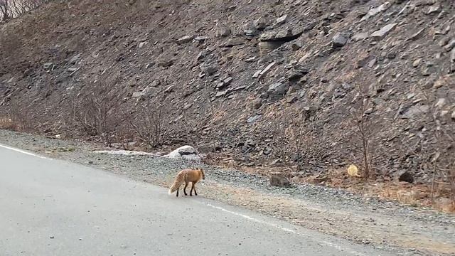 Лис встретил нас на Русском смотреть онлайн