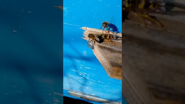 Звери в гармонии с природой