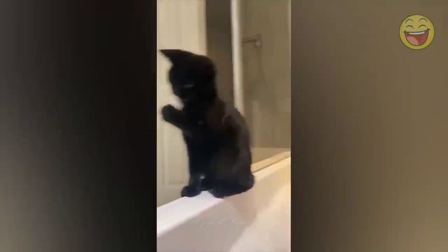 ПРИКОЛЫ С ЖИВОТНЫМИ ДО СЛЁЗ. Смешные коты и кошки. Приколы с КОТАМИ. Funny ANIMALS #22 смотреть онлайн