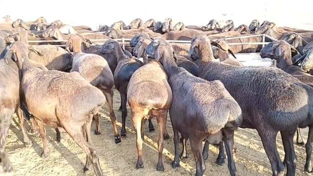 Гиссарский бараны 2019 К/Х Нурзода. Гиссарский овцы. Гиссарский ярки. Гиссарский кочкары