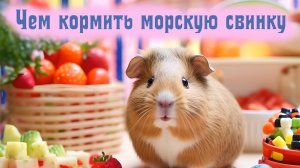Чем кормить морскую свинку? + Список продуктов.