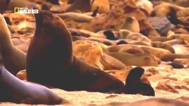 Satwa Liar di Afrika Barat (Documentary) - National Geographic смотреть онлайн