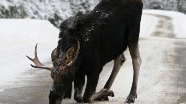 Лось СОХАТЫЙ житель леса