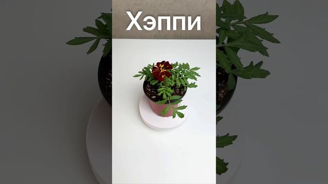 Бархатцы отклоненные — Хэппи