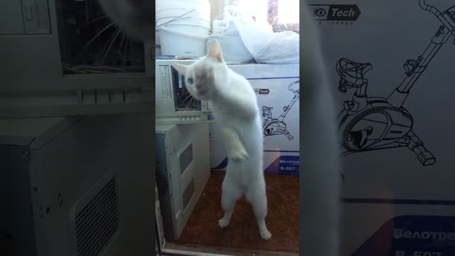 Прикольный Кот Сема! смотреть онлайн