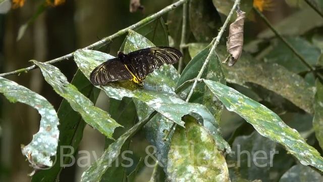 Common Birdwing butterfly, Malaysia. 20210221_125818.uhd смотреть онлайн