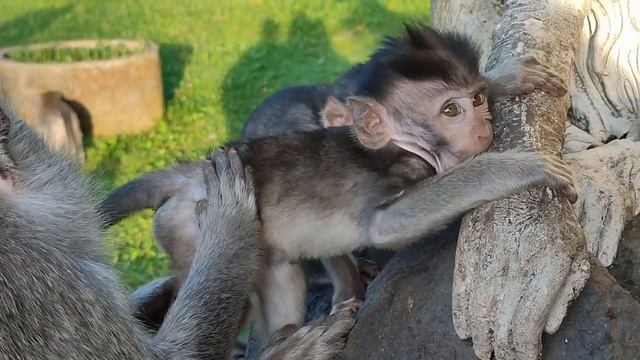 Makan Dan Bermain [Monyet Kecil Lucu Dan Menggemaskan]  #tuAbangChannel