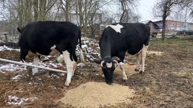 Гости воспитывают коров 😂 #cow #cowvideos #bull #бык #теленок #коровы #animal #животные