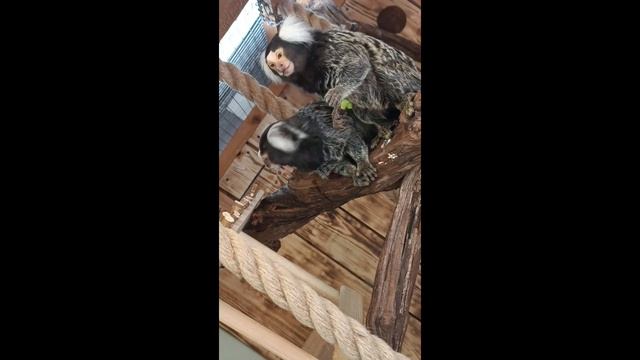 Выходные в зоопарке Ростова!!! смотреть онлайн