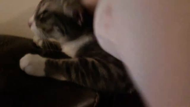 Introducing Tiger and Leo! смотреть онлайн