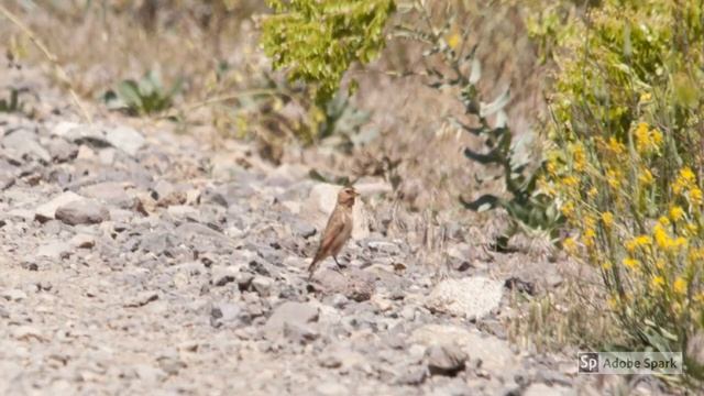 BIRDS VOICE : The Eurasian Crimson winged Finch Bird смотреть онлайн