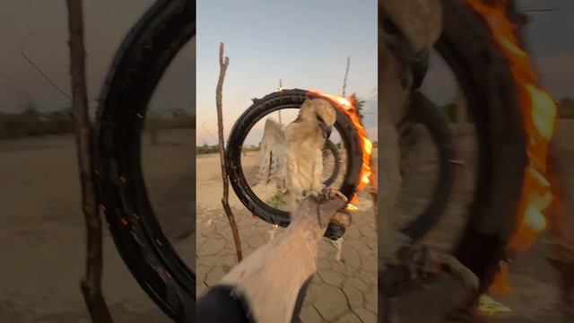 hawk eagle training video#eagle #fbreels #fbreelsvideo смотреть онлайн