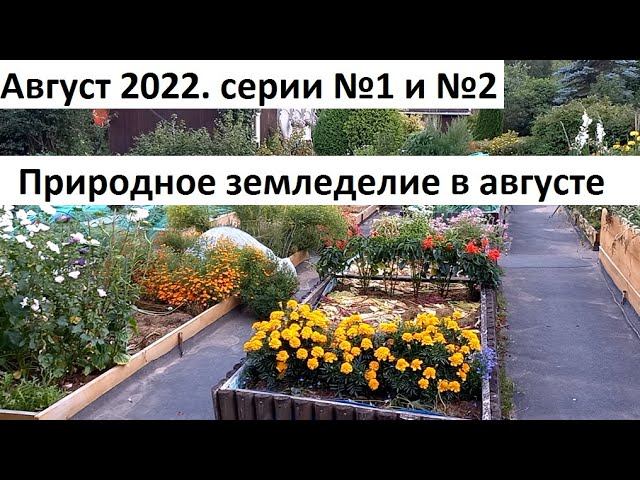 Август 2022 серии № 1 и №2. Черри по сортам. Урожай свеклы и ещё много дел в природном земледелии. смотреть онлайн