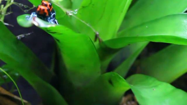 Ranitomeya Benedicta Calling смотреть онлайн