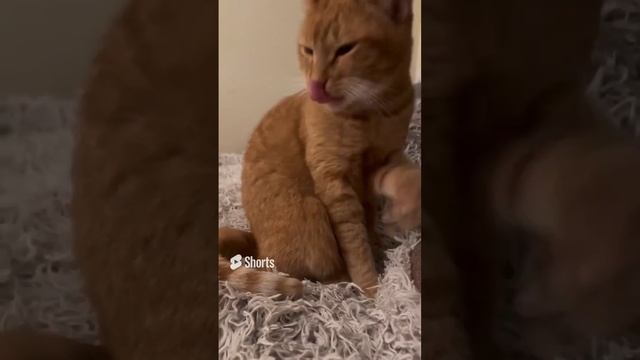 Один день из жизни кошки #11 - Cats Playing - Cute Cats смотреть онлайн