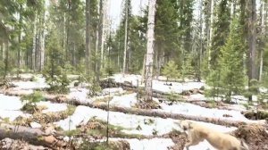 Охота на медведя с лайками. Несколько дней в поиске косолапого.