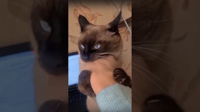 Удивительные животные !!!! смотреть онлайн