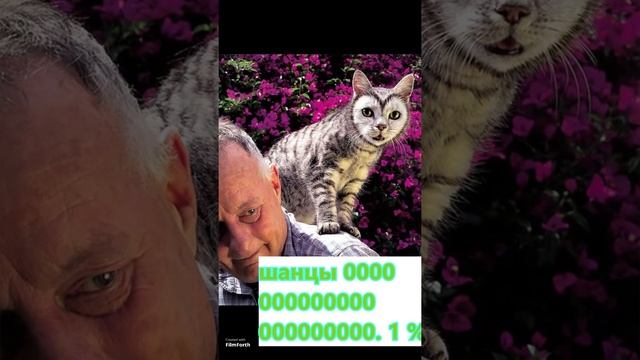 самые редкие коты смотреть онлайн
