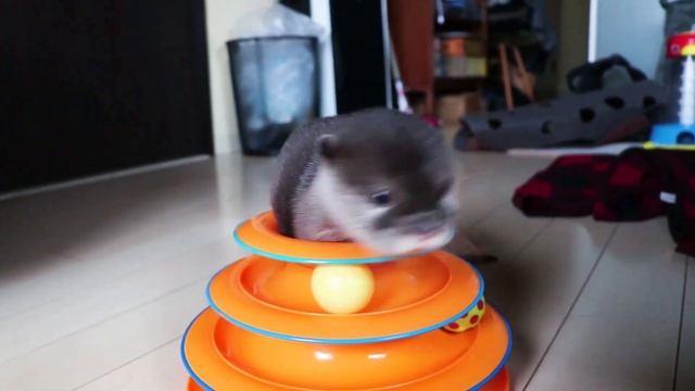 赤ちゃんカワウソ コタローのかわいい遊び方 - Kotaro the baby otter charming playtime. смотреть онлайн