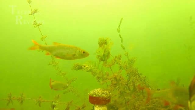 Подводная съемка реакция белой рыбы на правильную прикормку плотва карась смотреть онлайн