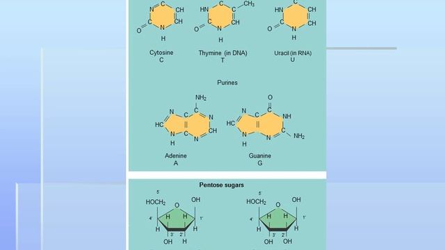 Chapter 5 The Structure and Function of Large Biological Mol 6 смотреть онлайн