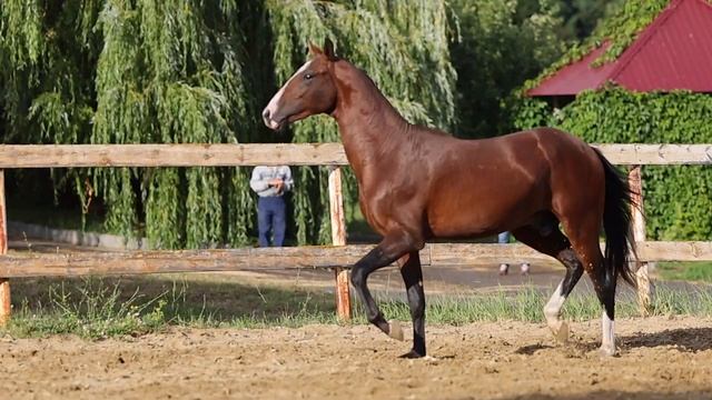 Maddokh-Shael. akhal-teke colt смотреть онлайн