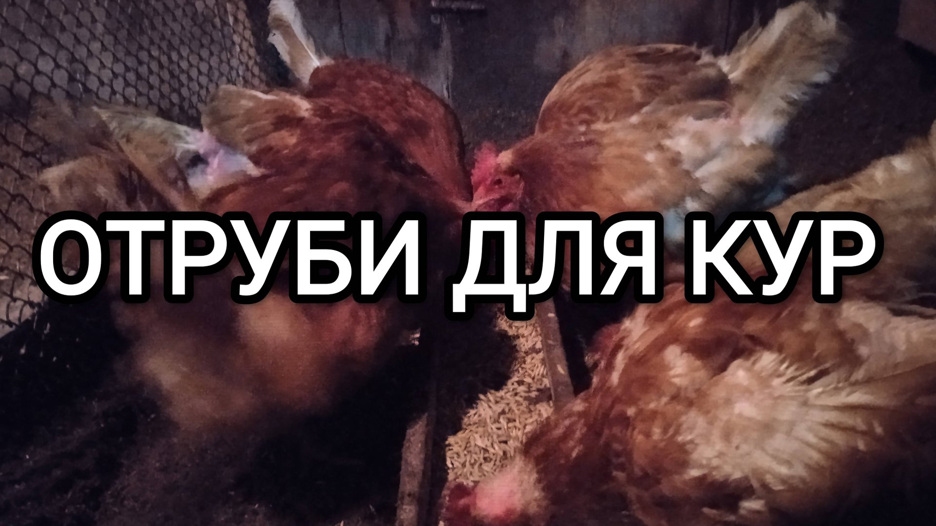 Можно ли кормить кур отрубями смотреть онлайн