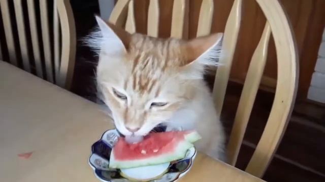 Cat eats watermelon Entertainment I Смешнo кот ест арбуз I Cats are funny cute animals I gato katze смотреть онлайн