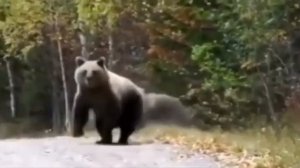 Шарик ты сюда кого привел???))