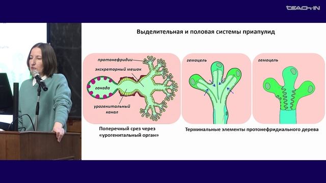 Богомолова Е.В. -Зоология беспозвоночных -23.Надтип Ecdysozoa (Линяющие): онихофоры, тихоходки и др.